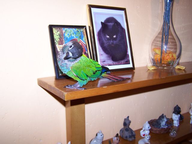 3. majitel: ToMa87  papoušek ferda