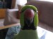 2.majitel  Alpinek  papoušek Ferdík
