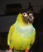 majitel: uara65 papoušek nandy
