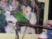 1. majitel: ToMa 87  papoušek  ferda